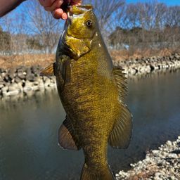 スモールマウスバス