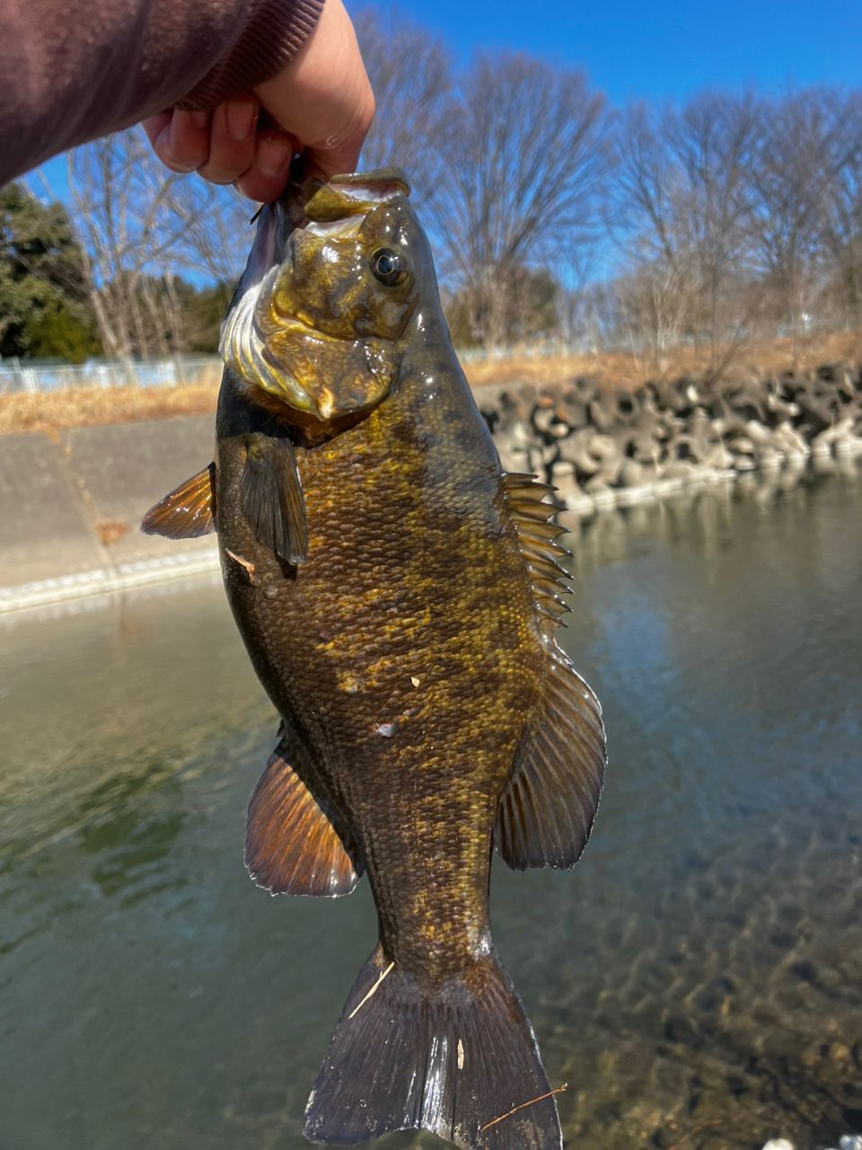 スモールマウスバス