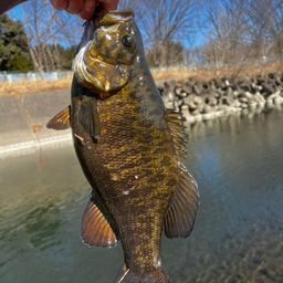 スモールマウスバス