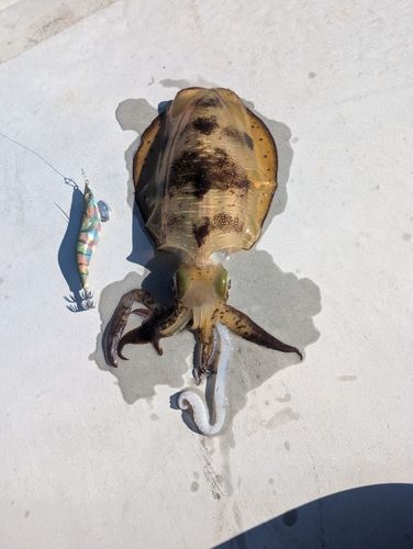 アオリイカの釣果