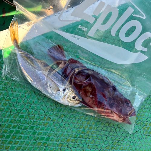 東京湾（アクアライン〜富津）