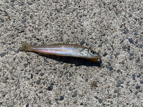 シロギスの釣果