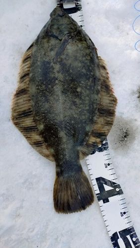 クロガレイの釣果