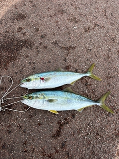 ツバスの釣果