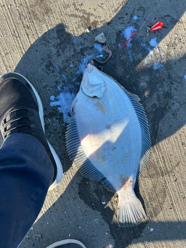 マコガレイの釣果