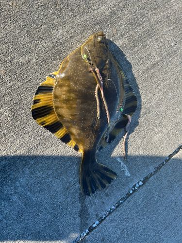 ヌマガレイの釣果