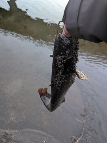 ナマズの釣果