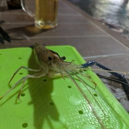 オニテナガエビ