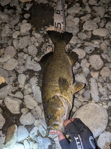 スモールマウスバスの釣果