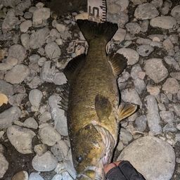 スモールマウスバス