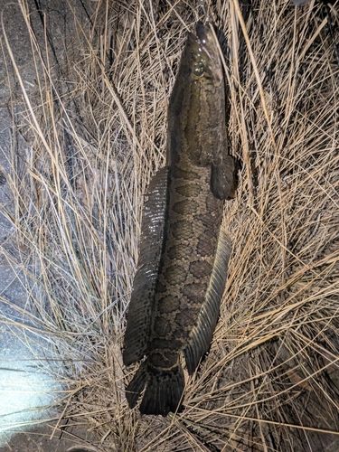 ライギョの釣果