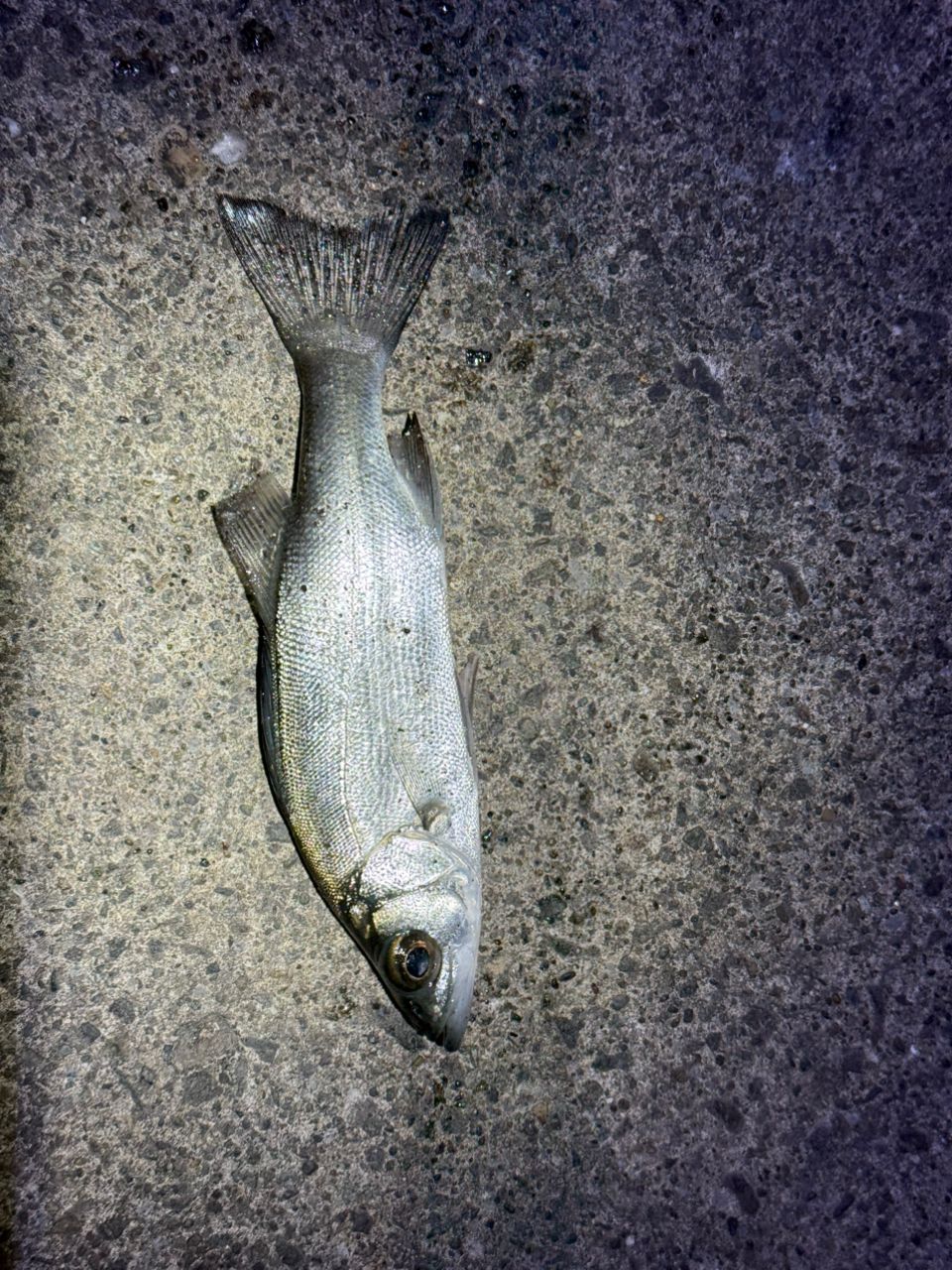 セイゴ（ヒラスズキ）