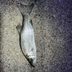 セイゴ（ヒラスズキ）