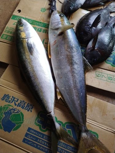 ヒラマサの釣果