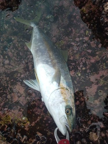 ヒラマサの釣果