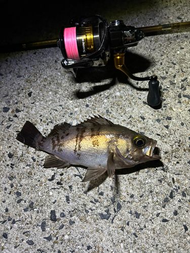 メバルの釣果