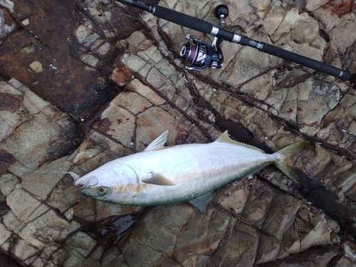 ヒラマサの釣果