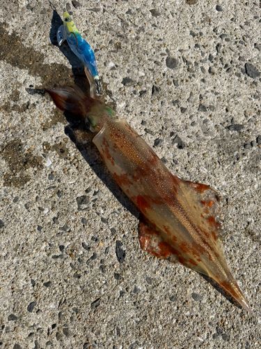 ササイカの釣果