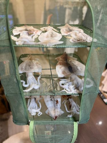 スルメイカの釣果