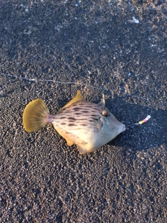 カワハギの釣果