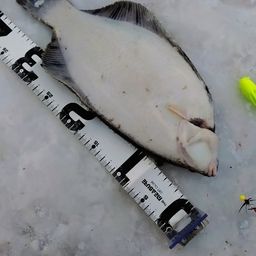 クロガシラガレイ