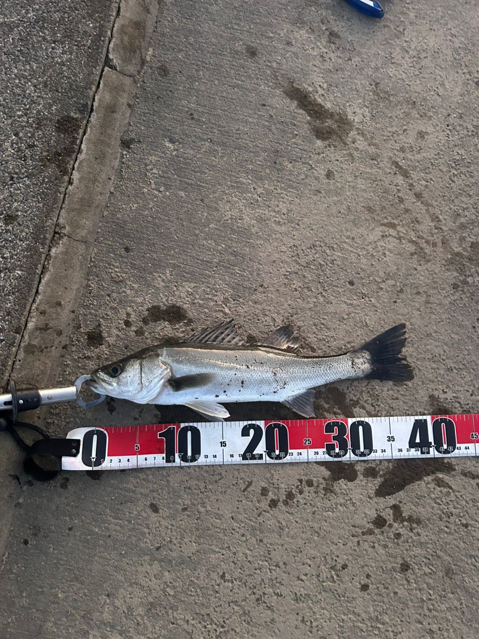 フッコ（マルスズキ）