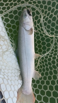 レインボートラウトの釣果