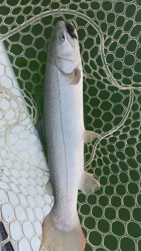 レインボートラウトの釣果