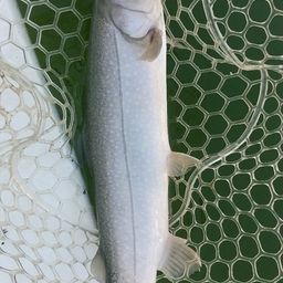 レインボートラウト