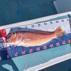 アカアマダイの釣果