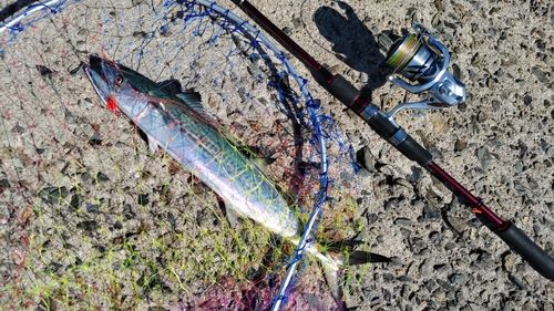 サワラの釣果