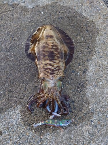 アオリイカの釣果