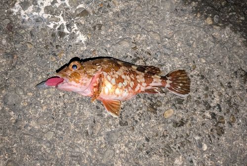 カサゴの釣果