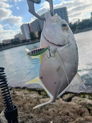 ロウニンアジの釣果