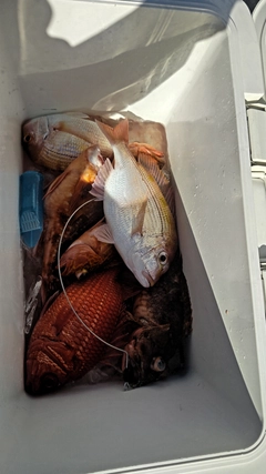 オニカサゴの釣果