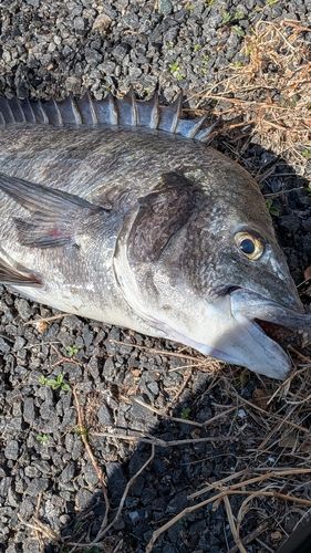 チヌの釣果