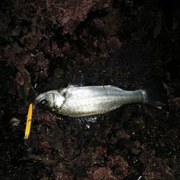 セイゴ（ヒラスズキ）