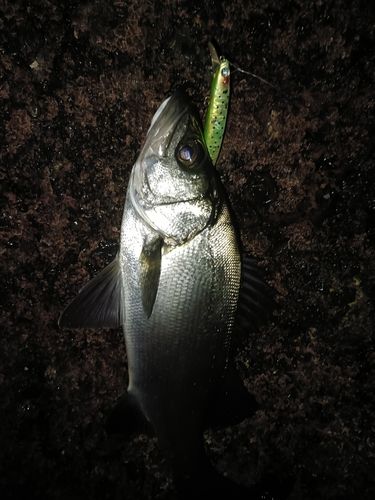 セイゴ（ヒラスズキ）の釣果