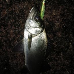 セイゴ（ヒラスズキ）