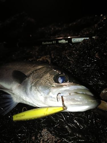 セイゴ（ヒラスズキ）の釣果