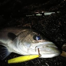 セイゴ（ヒラスズキ）