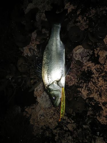 セイゴ（ヒラスズキ）の釣果