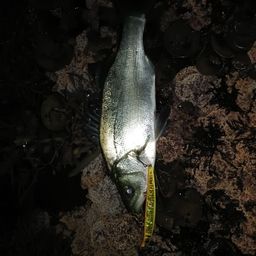 セイゴ（ヒラスズキ）