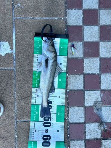 シーバスの釣果