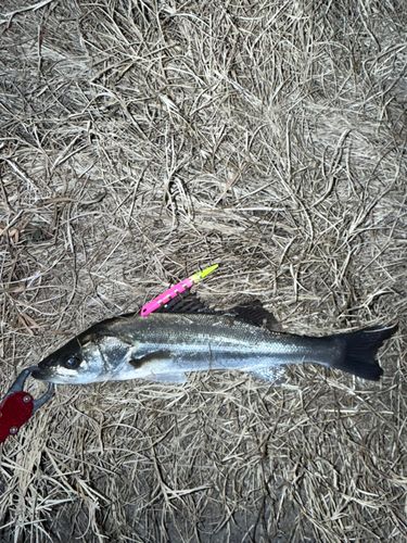 セイゴ（マルスズキ）の釣果