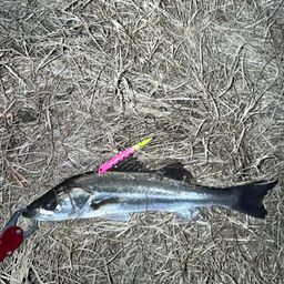 セイゴ（マルスズキ）