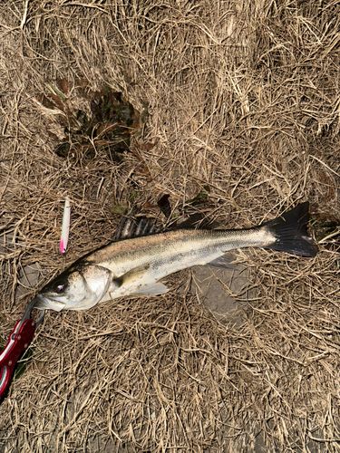 セイゴ（マルスズキ）の釣果