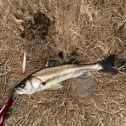 セイゴ（マルスズキ）