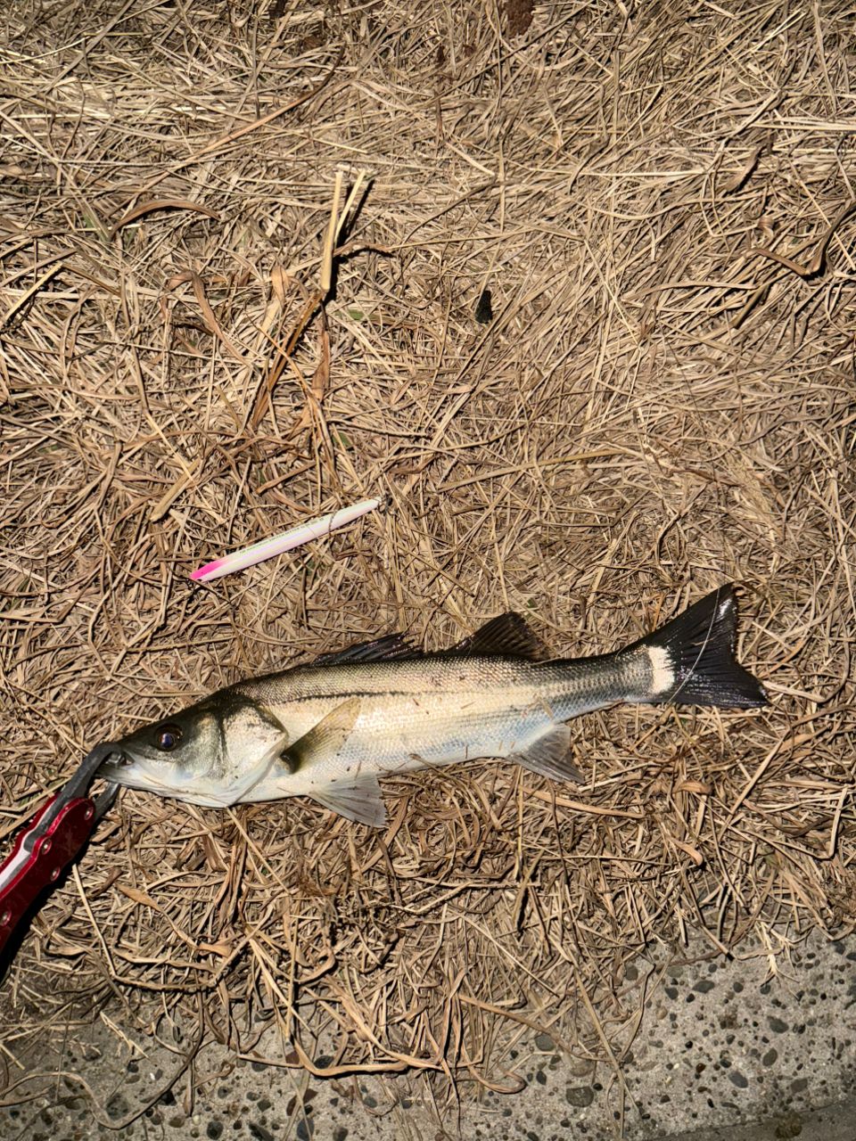 セイゴ（マルスズキ）