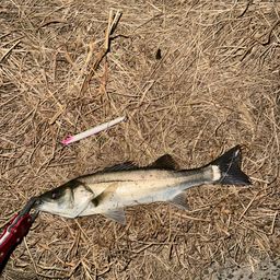 セイゴ（マルスズキ）